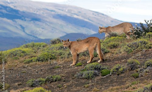 Obraz na płótnie Cougar, Puma concolor concolor w salonie