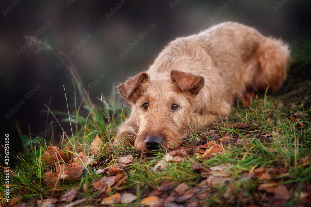 Portrait of a young Irish Terrier close-up. Portrait of a young Irish Terrier close-up.
