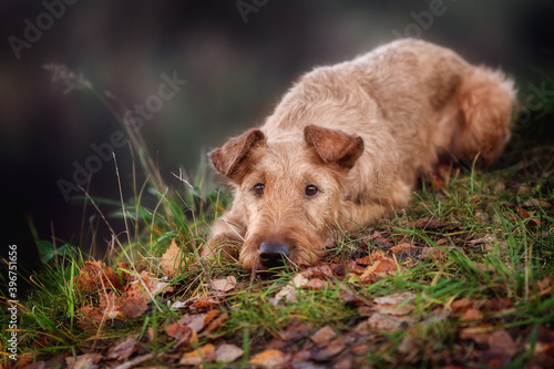Portrait of a young Irish Terrier close-up.
