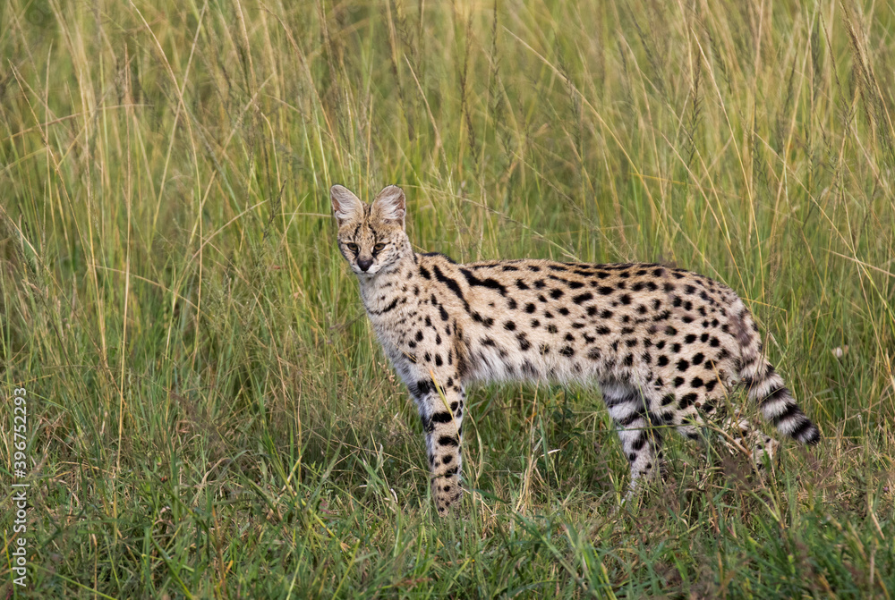 Serval, Leptailurus serval lipostictus Serval, Leptailurus serval lipostictus