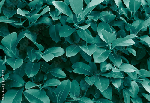 Tidewater Green tropical leaves creative abstract toned background.Modern texture.Contemporary art.Color of the year 2021. photo