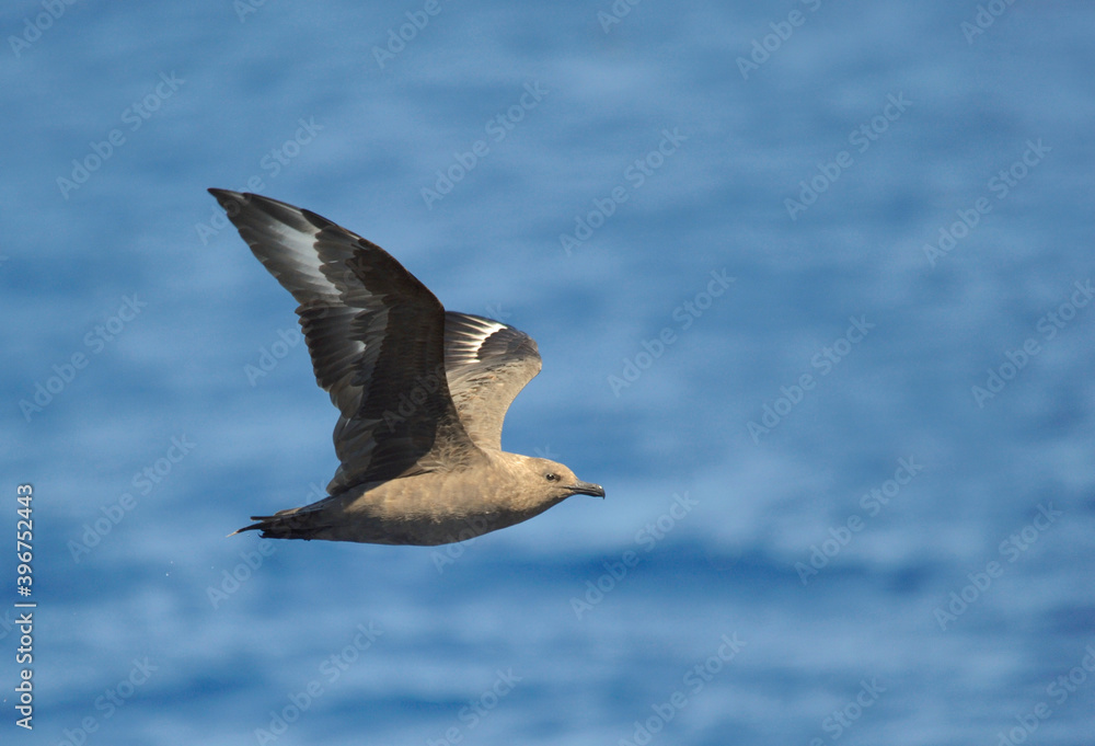 South Polar Skua, Stercorarius maccormicki South Polar Skua, Stercorarius maccormicki