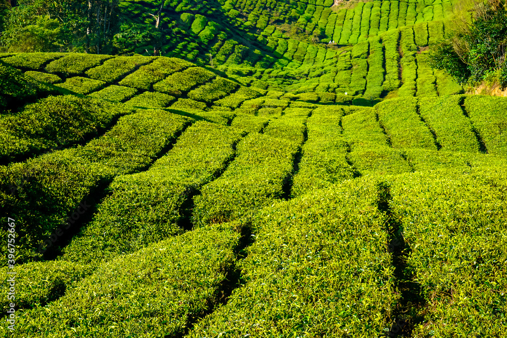 Beautiful sunrise at tea plantations in Cameron Highlands in Malaysia Beautiful sunrise at tea plantations in Cameron Highlands in Malaysia