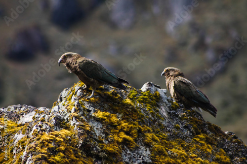 two birds on a rock