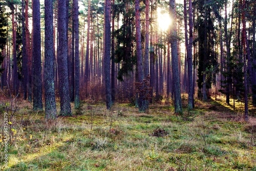 Fototapeta Naklejka Na Ścianę i Meble -  las
