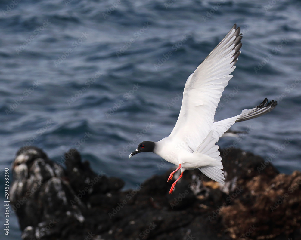 Swallow-tailed Gull, Creagrus furcatus Swallow-tailed Gull, Creagrus furcatus