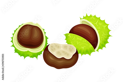 Horse Chestnut Brown Fruit in Green Spiky Capsule Shell Vector Illustration