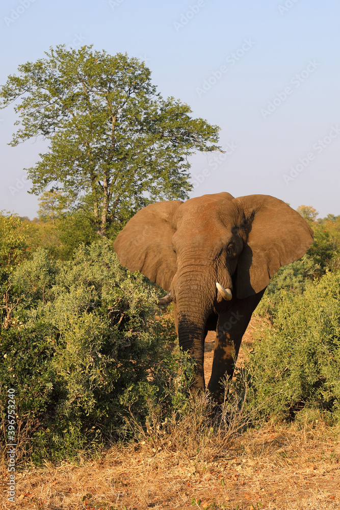 Obraz premium Afrikanischer Elefant / African elephant / Loxodonta africana