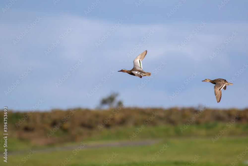 Fototapeta premium Garganey, Anas querquedula