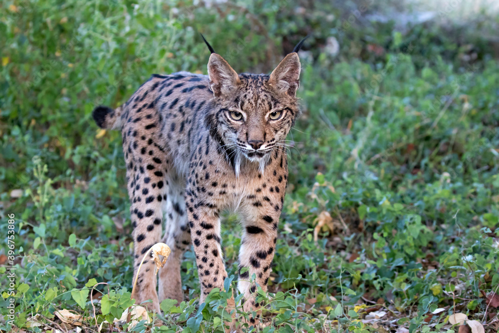 Obraz premium Iberian lynx, Lynx pardinus