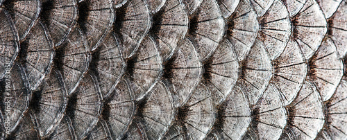 Photography fish scaly skin texture big carp scales macro pattern background.