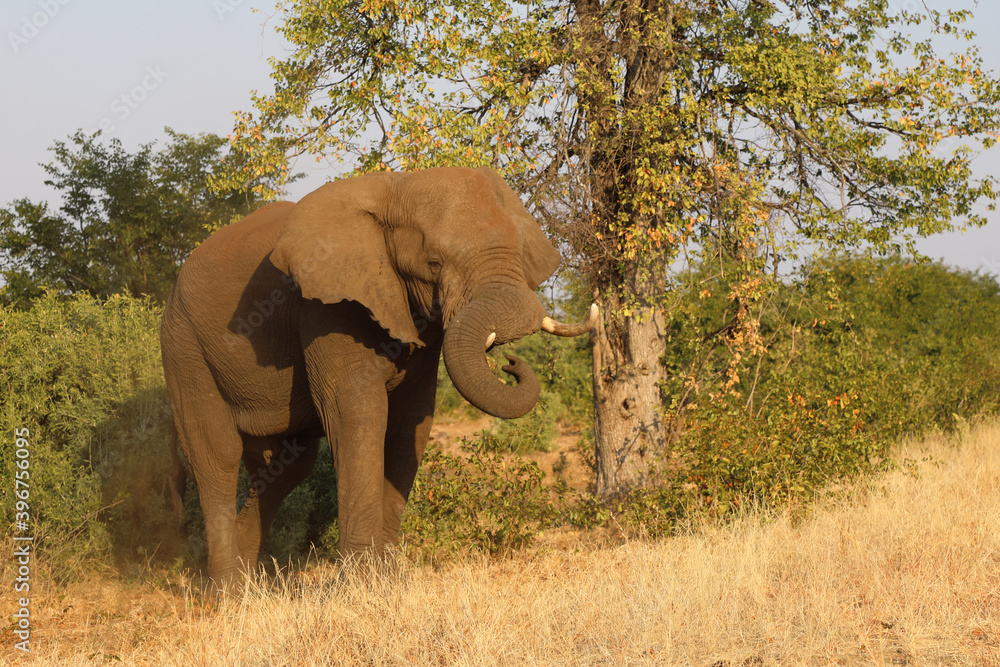 Fototapeta premium Afrikanischer Elefant / African elephant / Loxodonta africana