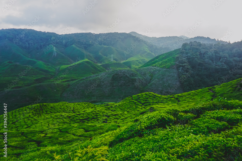 Beautiful tea plantations in Cameron Highlands in Malaysia