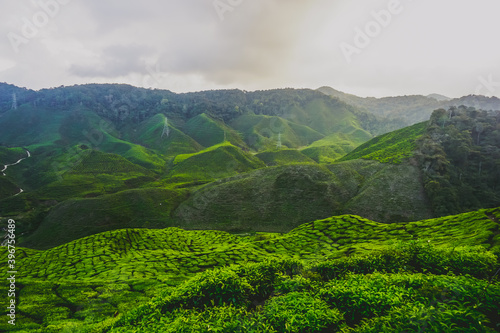 Beautiful tea plantations in Cameron Highlands in Malaysia