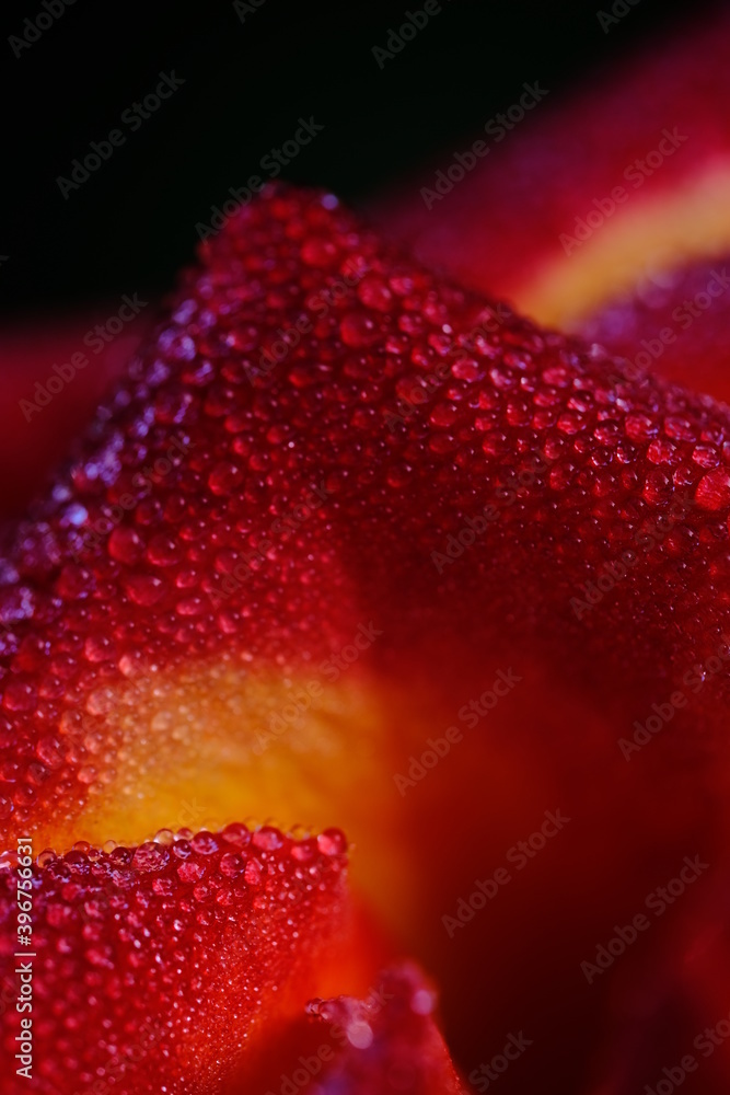Red rose on a dark background with water droplets Red rose on a dark background with water droplets