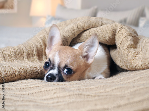 Cute little dog snug in a blanket © kozorog