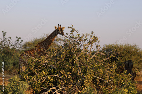 Photography Giraffe / Giraffe / Giraffa Camelopardalis