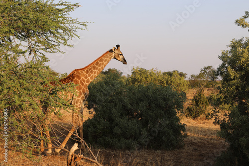 Photography Giraffe / Giraffe / Giraffa Camelopardalis