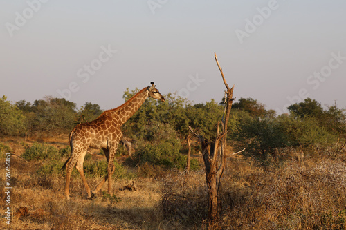Canvas Print Giraffe / Giraffe / Giraffa Camelopardalis