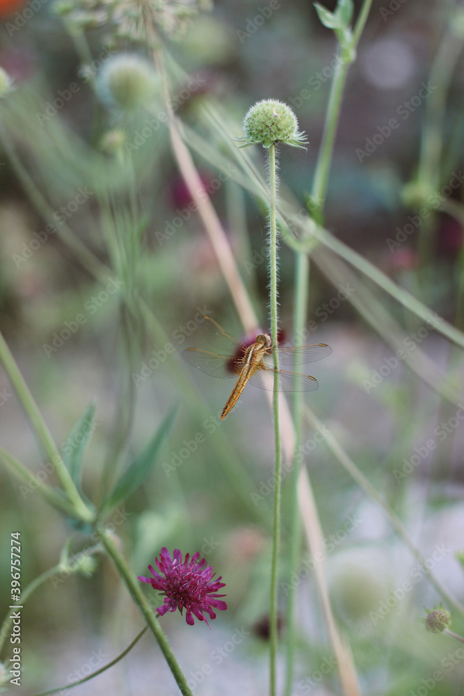 bee on a flower bee on a flower