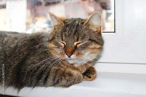 The cat sleeps on the windowsill