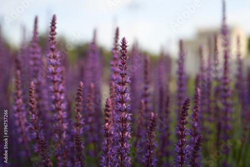 Thin stems of blooming purple sage at sunset in the park