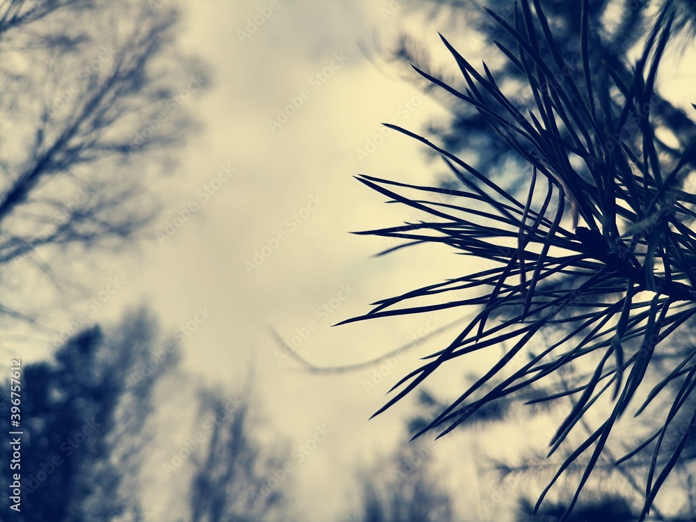 Fototapeta premium grass and sky