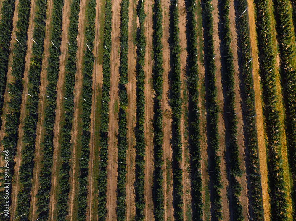 Aerial view of a field with peach trees. Farm for growing fruits. Processing and service. Productivity and harvest. top down. Bologna, Italy Aerial view of a field with peach trees. Farm for growing fruits. Processing and service. Productivity and harvest. top down. Bologna, Italy