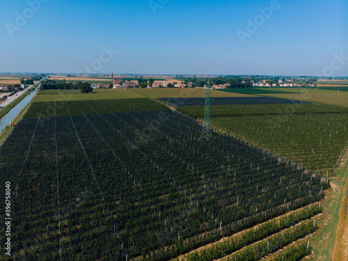 Aerial view of a field with peach trees. Farm for growing fruits. Processing and service. Productivity and harvest. Water channel  irrigation system. high voltage power line Bologna  Italy
