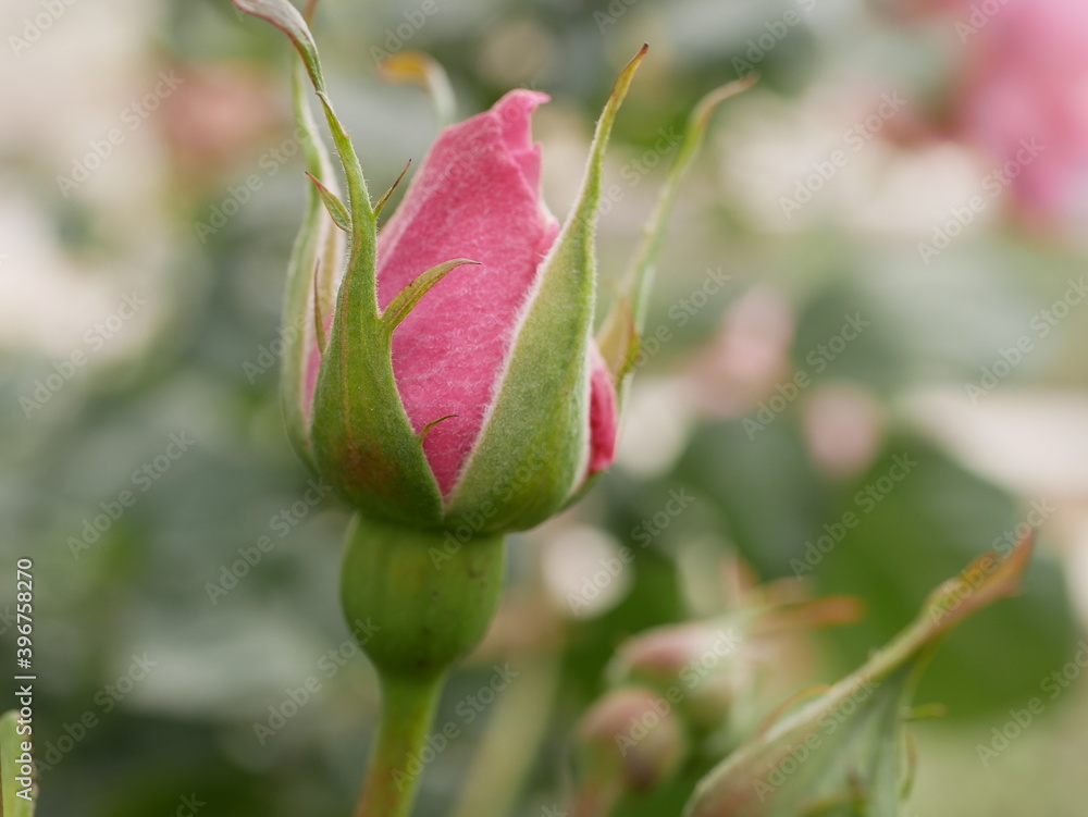 macro photo flower bud of a pink rose. Rosebud opened. Rose with lush petals. macro photo flower bud of a pink rose. Rosebud opened. Rose with lush petals.