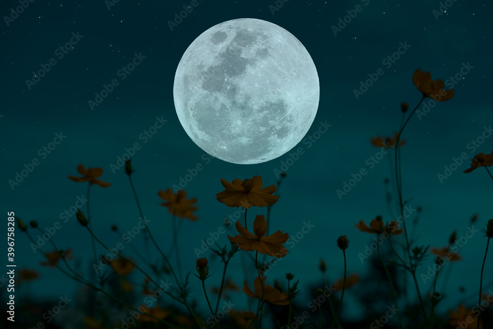 Full moon on the sky with silhouette flowers garden at night.