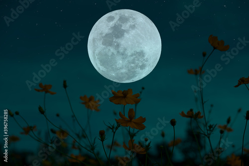 Full moon on the sky with silhouette flowers garden at night.