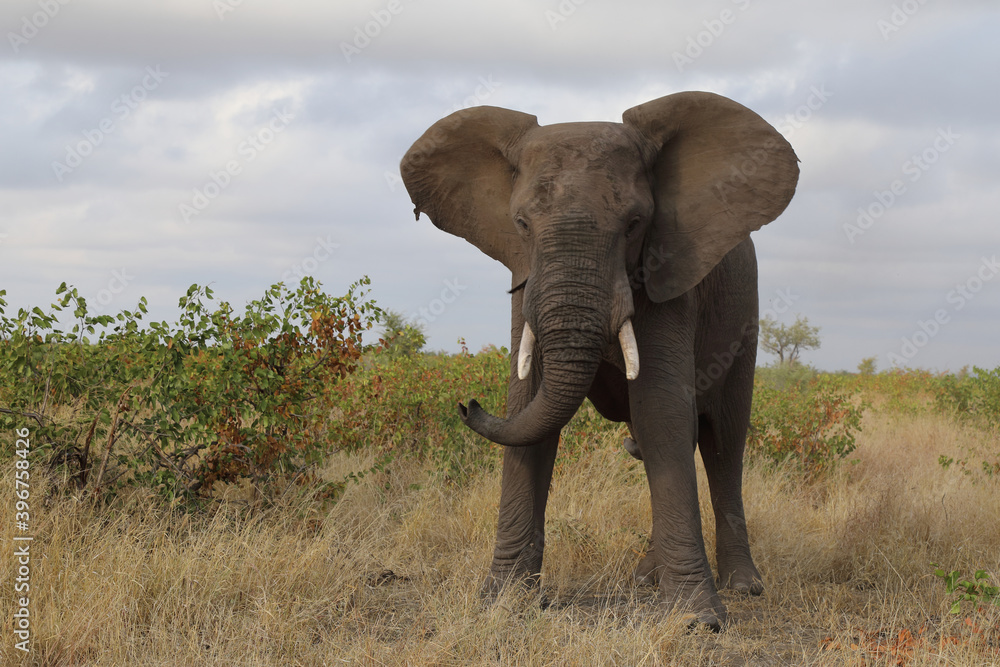 Obraz premium Afrikanischer Elefant / African elephant / Loxodonta africana