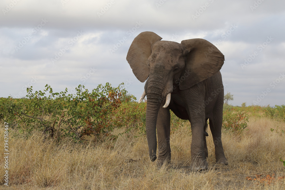 Obraz premium Afrikanischer Elefant / African elephant / Loxodonta africana