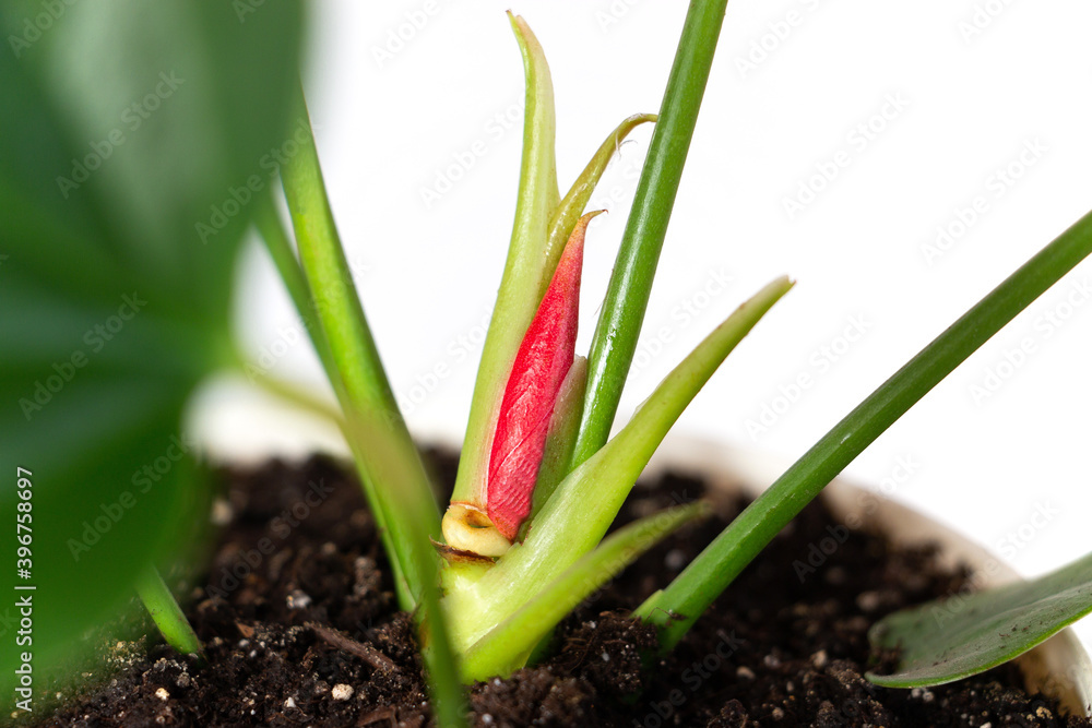 Anthurium flower bud on a light background. Home garden and floriculture concept. Empty white wall and copy space. Home plants care. Anthurium flower bud on a light background. Home garden and floriculture concept. Empty white wall and copy space. Home plants care.