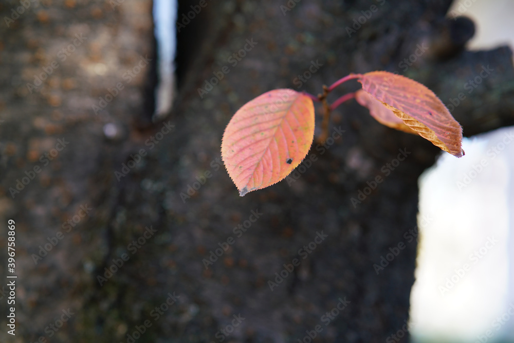 紅葉した葉