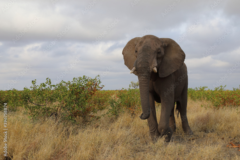 Obraz premium Afrikanischer Elefant / African elephant / Loxodonta africana