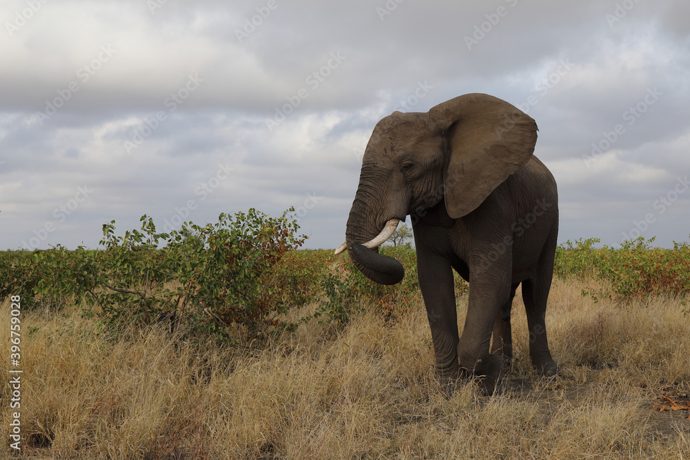 Obraz premium Afrikanischer Elefant / African elephant / Loxodonta africana