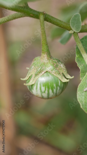 solanum virginianum, also called Surattense nightshade, yellow-fruit nightshade or Thai green eggplant on tree. photo