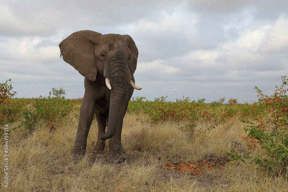 Obraz premium Afrikanischer Elefant / African elephant / Loxodonta africana