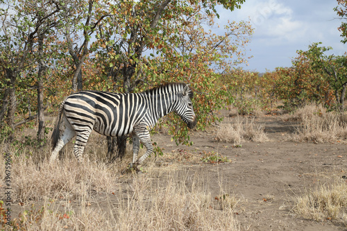 Steppenzebra   Burchell s zebra   Equus burchellii