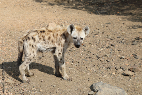 Tüpfelhyäne / Spotted Hyaena / Crocuta crocuta. © Ludwig