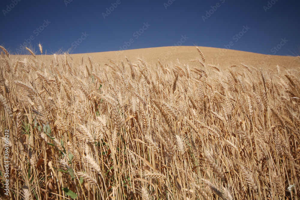 Wheat field with blue sky and sunlight.