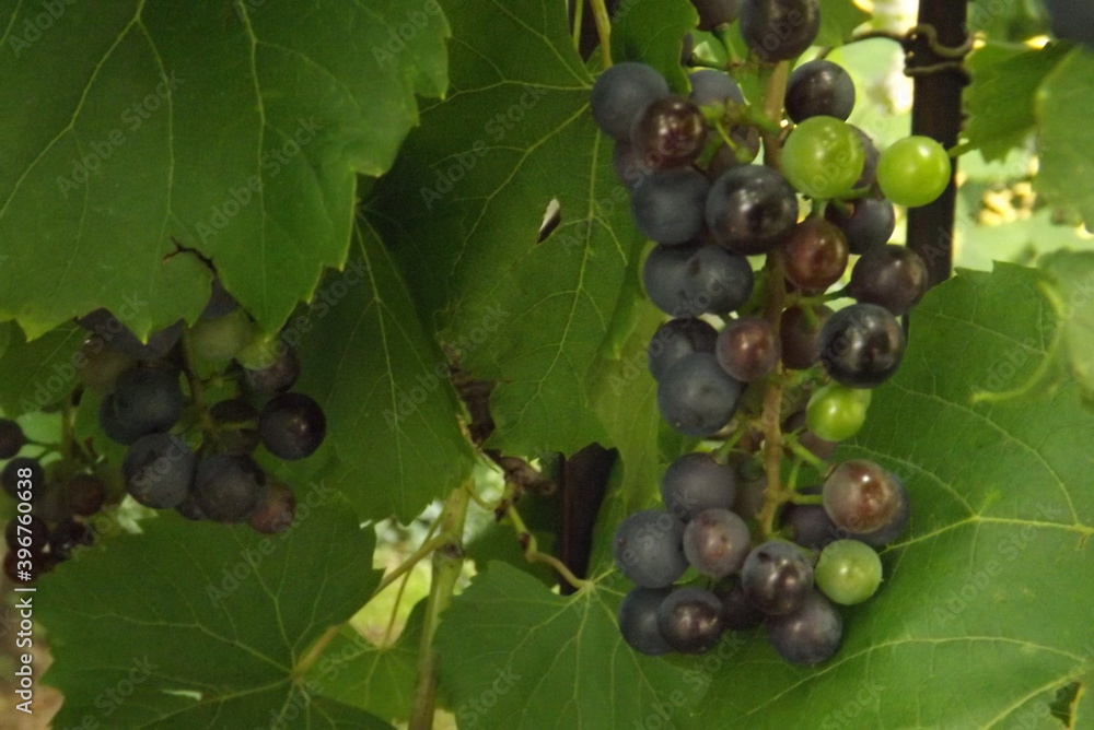 bunch of grapes