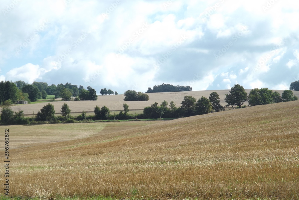 Fototapeta premium landscape with a field
