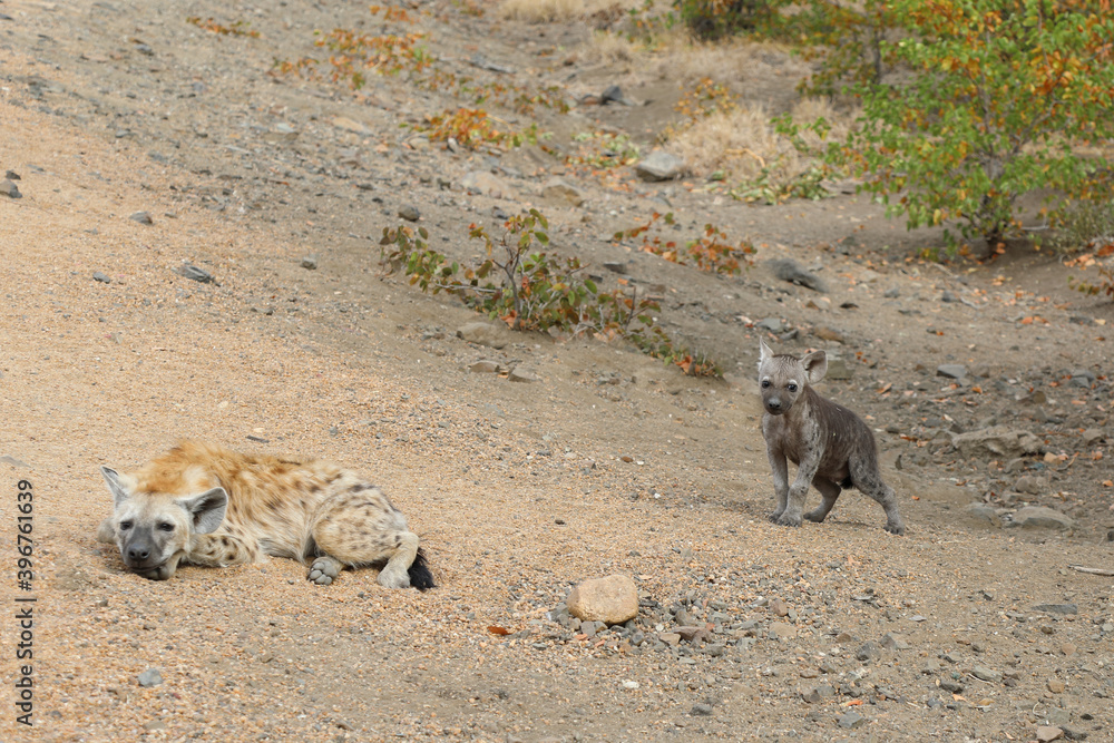 Tüpfelhyäne / Spotted Hyaena / Crocuta crocuta. Tüpfelhyäne / Spotted Hyaena / Crocuta crocuta.