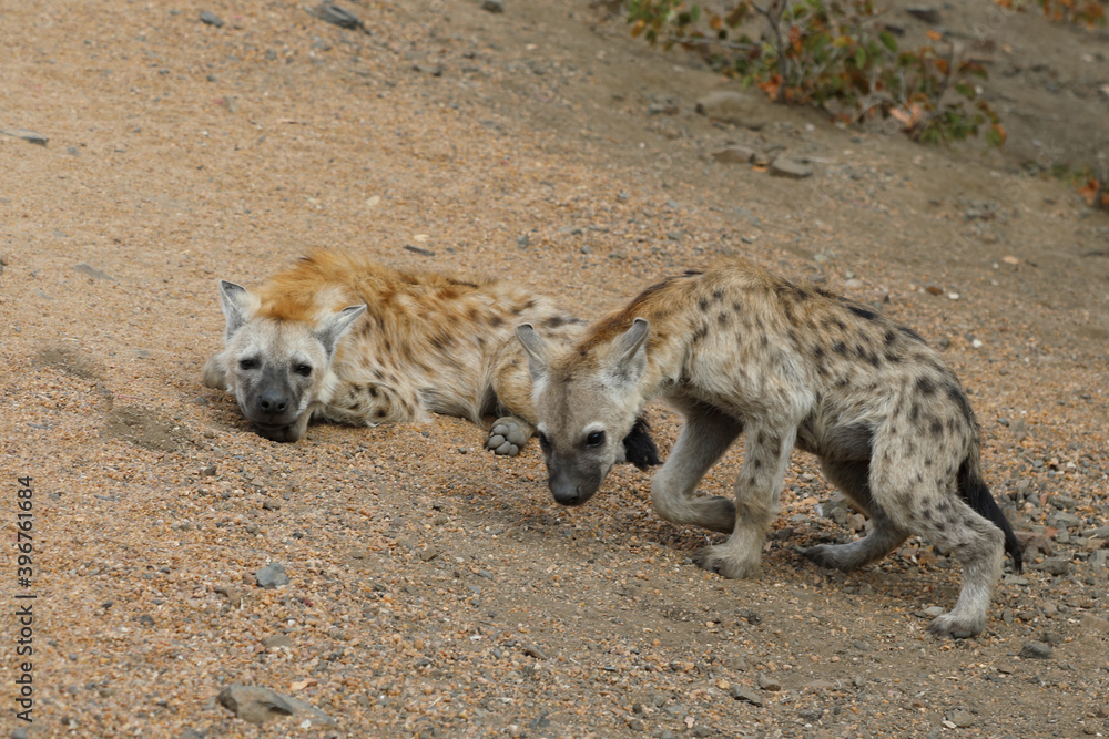 Obraz premium Tüpfelhyäne / Spotted Hyaena / Crocuta crocuta.