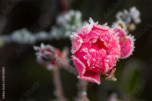 Rose vereist  Eiskristalle 