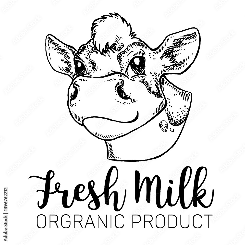 Cows head. Cow portrait. Hand drawn sketch in a graphic style. Vintage