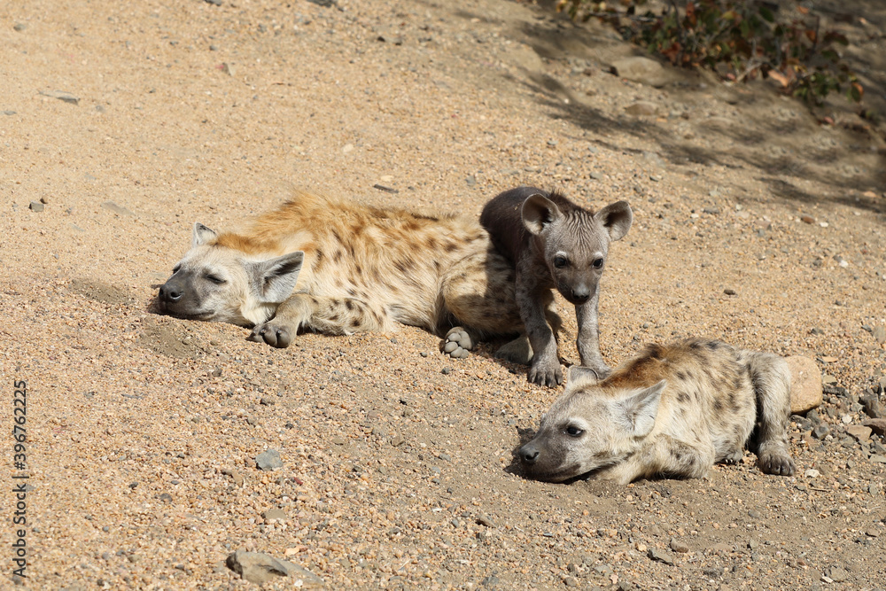 Tüpfelhyäne / Spotted Hyaena / Crocuta crocuta. Tüpfelhyäne / Spotted Hyaena / Crocuta crocuta.